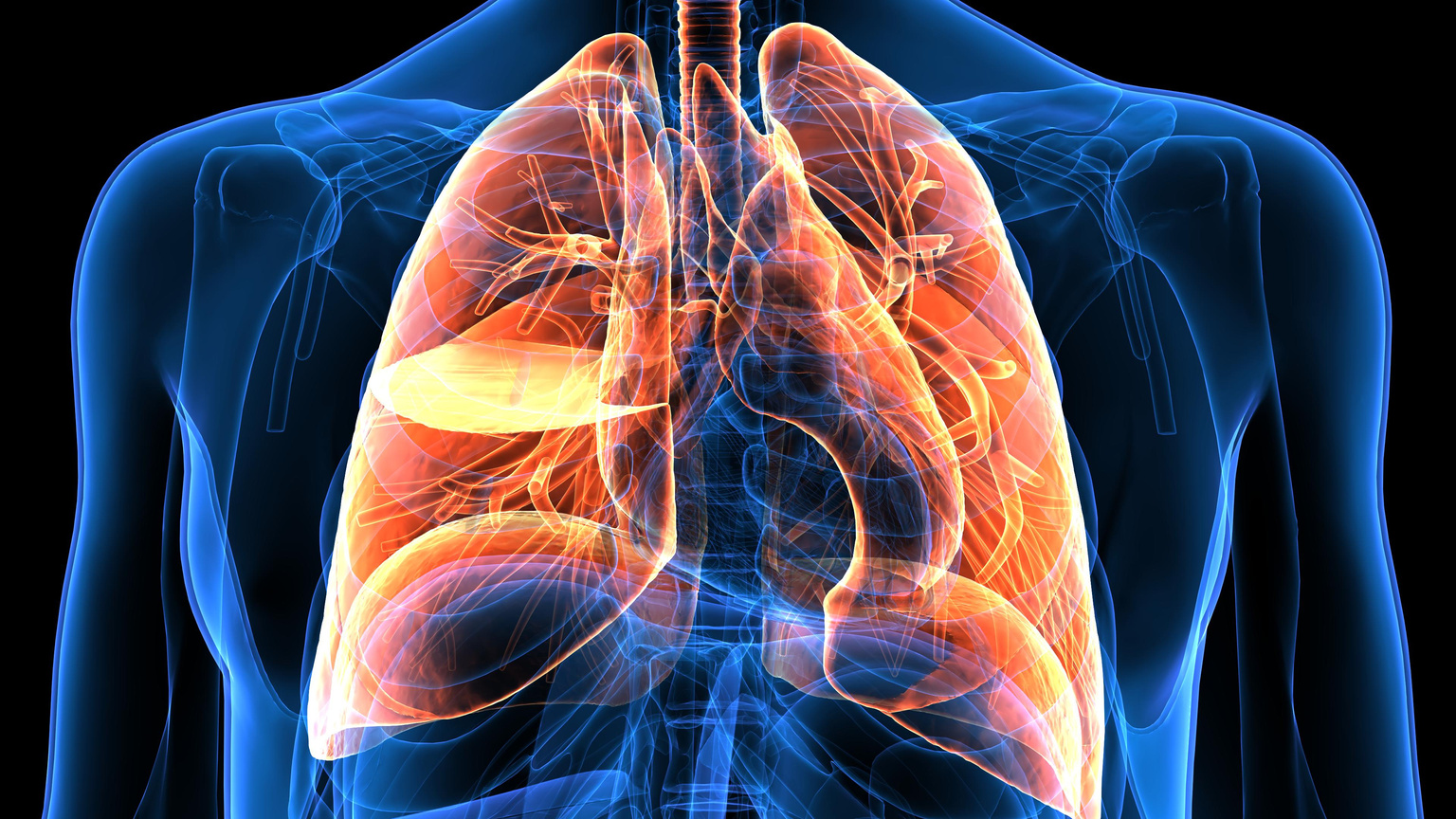 3D render  Respiratory System